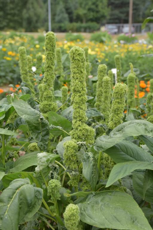 Amaranthus cruentus, 'Tower Green'