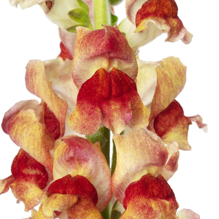 Antirrhinum majus, 'Avignon Bicolor Yellow', F1 Hybrid