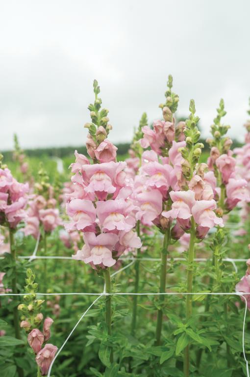 Antirrhinum majus, 'Opus Lavender', F1 Hybrid