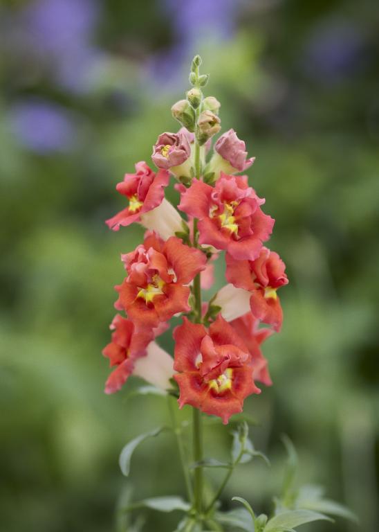 Antirrhinum majus, 'Doubleshot Orange Bicolor', F1 Hybrid