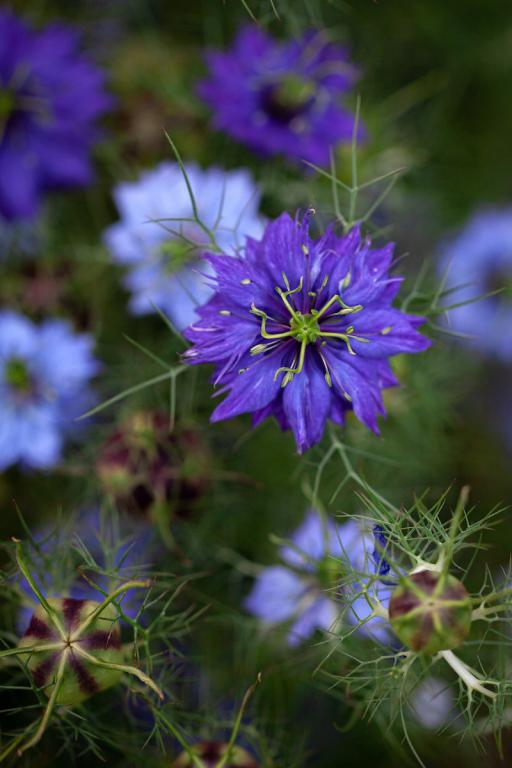 Nigella damascena, 'Moody Blues'