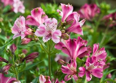 Alstroemeria aurantiaca, 'QIS Devotion'