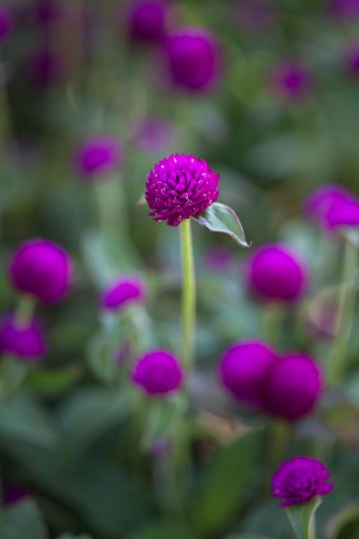 Gomphrena globosa, Purple