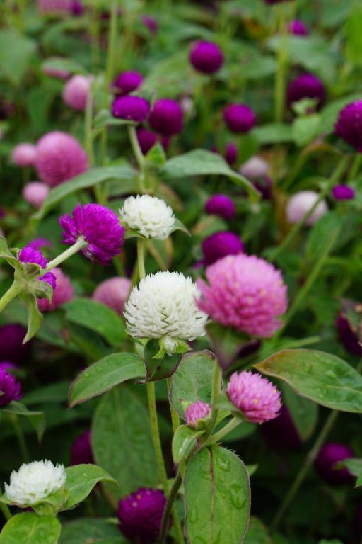 Gomphrena globosa, Tall Mixed