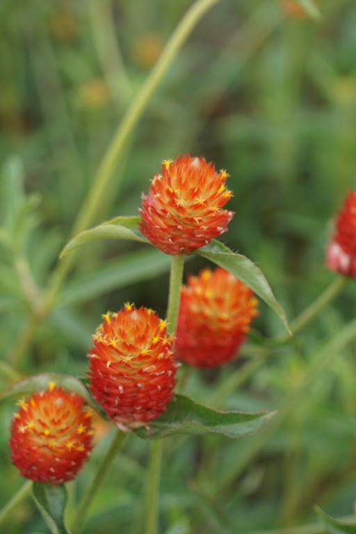 Gomphrena haageana, Orange