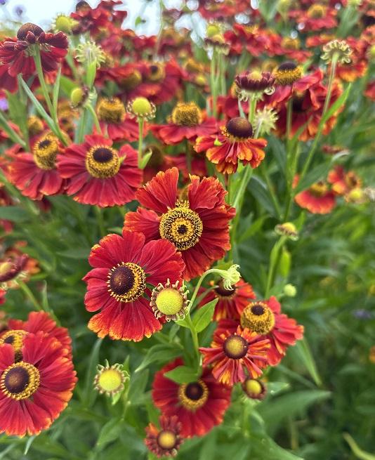 Helenium autumnale, 'Helena Red Shades'