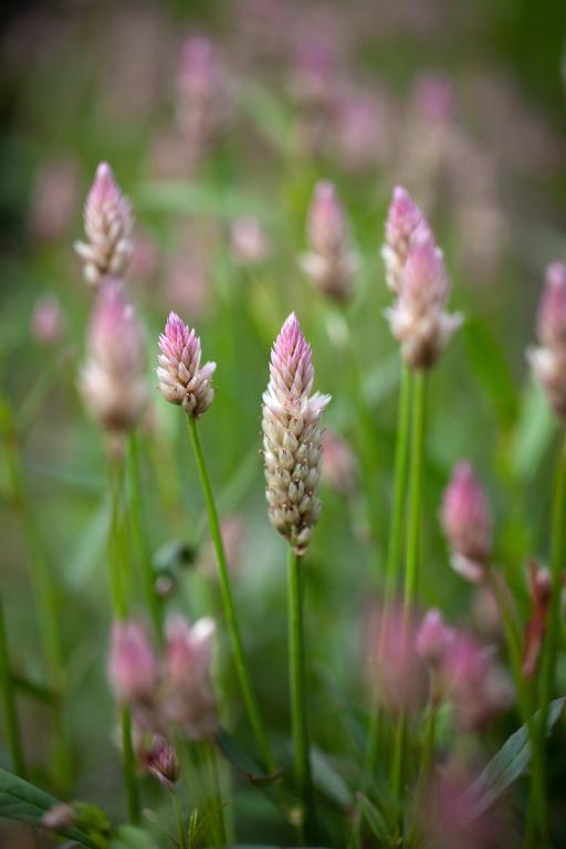 Celosia spicata, 'Xantippe'