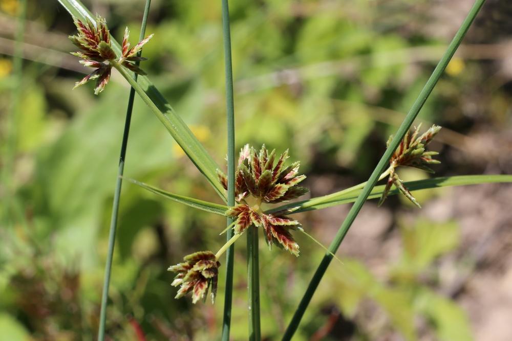 Cyperus glaber