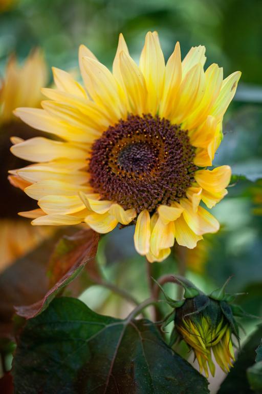 Helianthus annuus, 'Garden Statement'