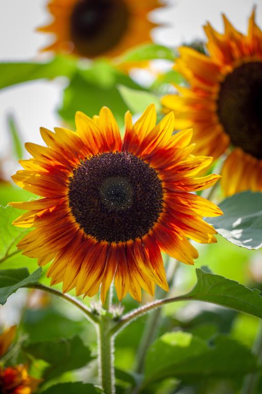 Helianthus annuus, 'Solar Power', F1 Hybrid