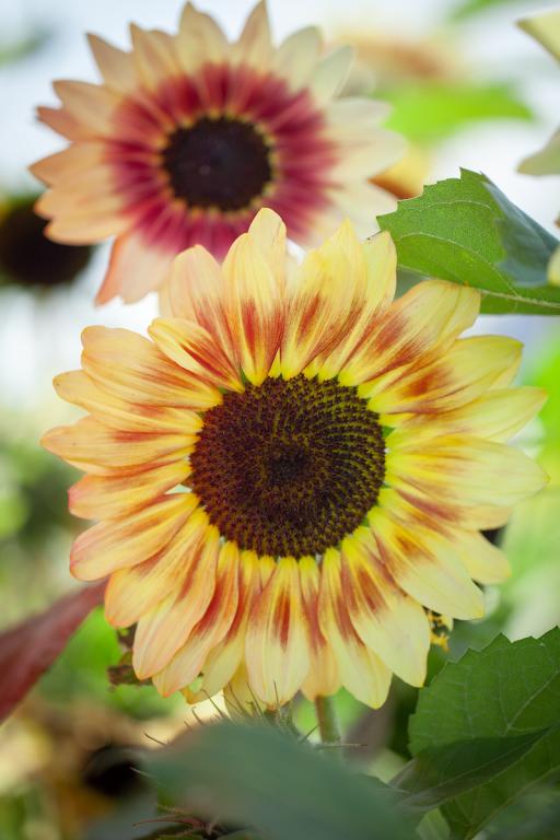 Helianthus annuus, 'Summer Lovin'', F1 Hybrid
