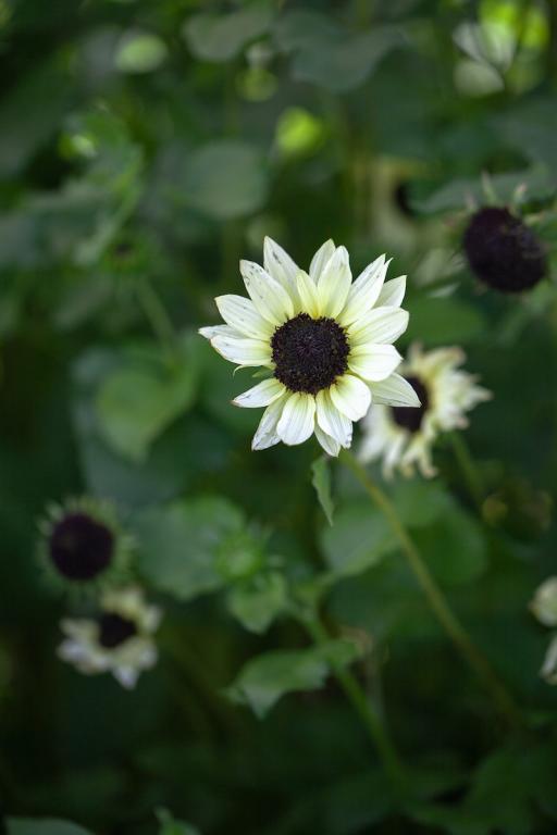 Helianthus debilis, 'Soluna Series', 'Soluna Cream'