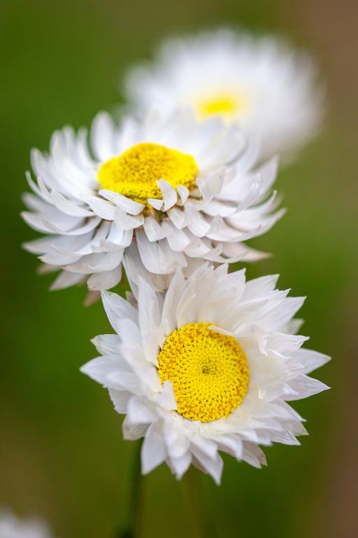 Helipterum roseum, 'White'