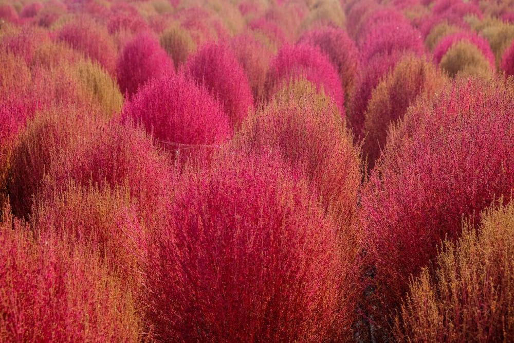 Kochia scoparia var. trichophylla