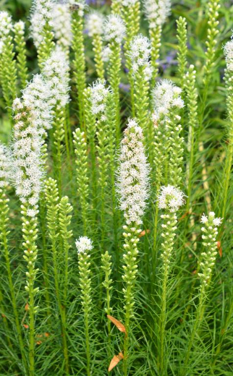 Liatris spicata, 'White'