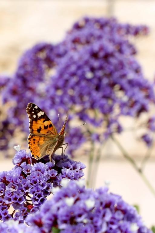 Limonium perezii