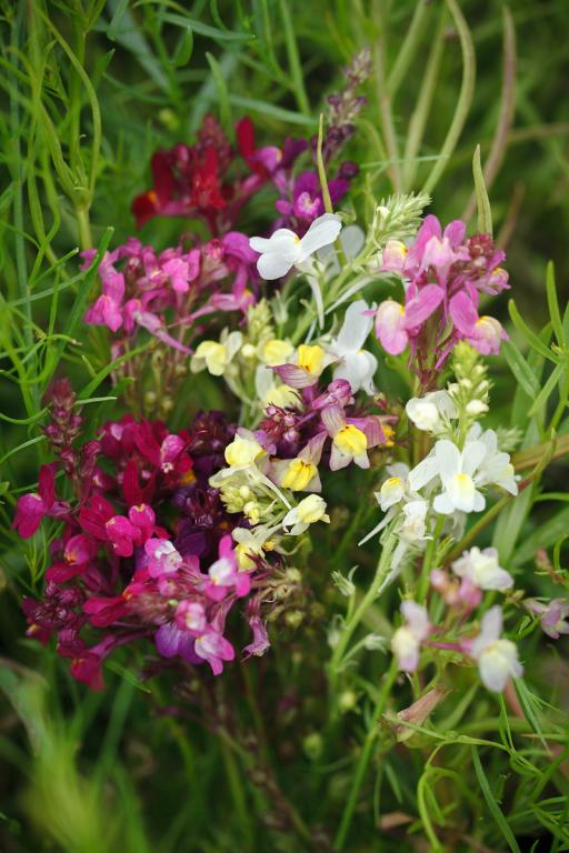 Linaria maroccana, 'Northern Lights'