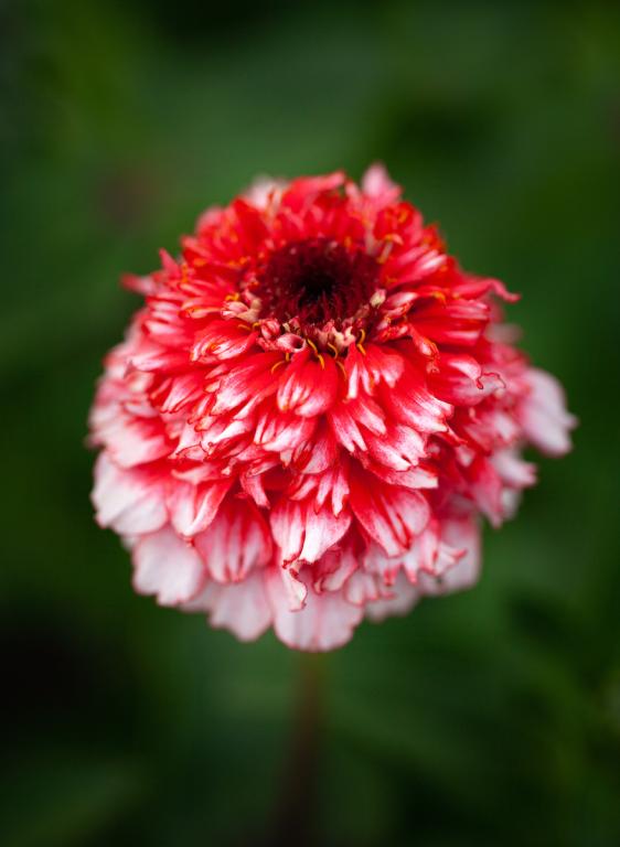 Zinnia elegans, 'Zinderella' Fizz