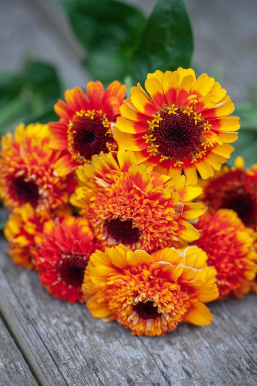 Zinnia elegans, 'Zinderella' Zest