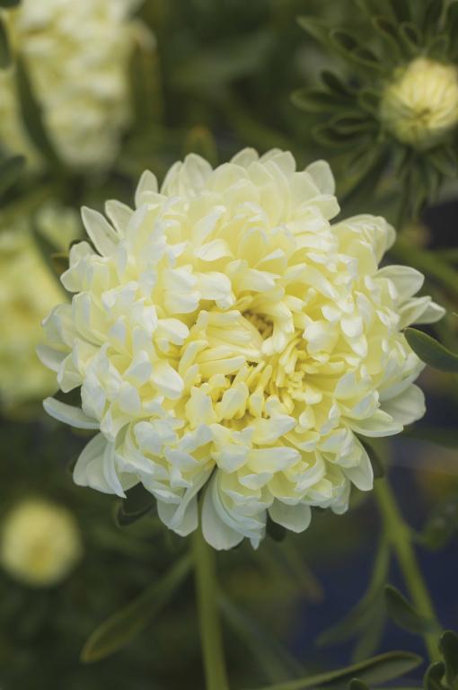 Callistephus chinensis, 'Tower Series', 'Tower Yellow'