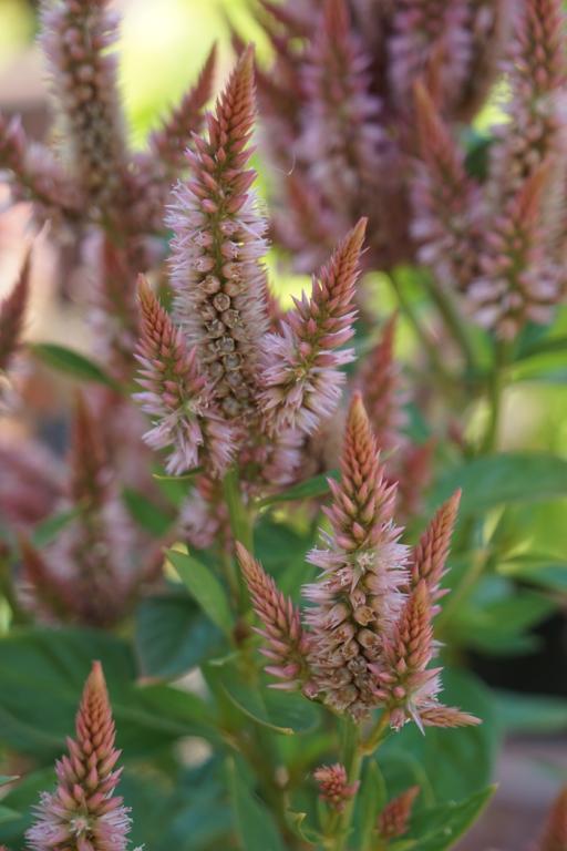 Celosia spicata, 'Celway Series', 'Celway Terracotta'