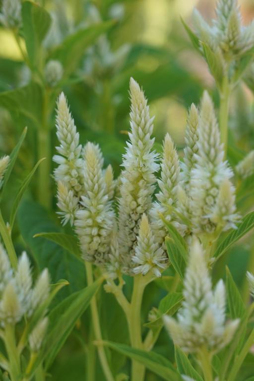 Celosia spicata, 'Celway Series', 'Celway White'