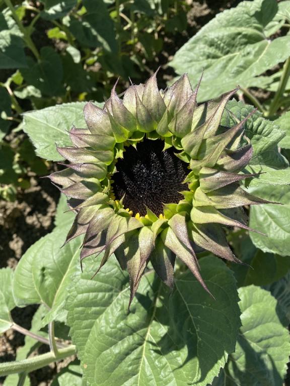 Helianthus annuus, 'SunFill Purple', F1 Hybrid