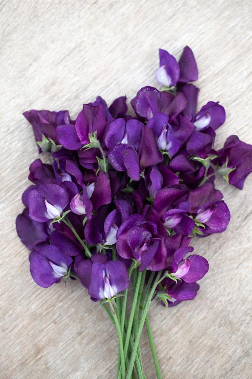 Lathyrus odoratus, 'Blue Velvet'