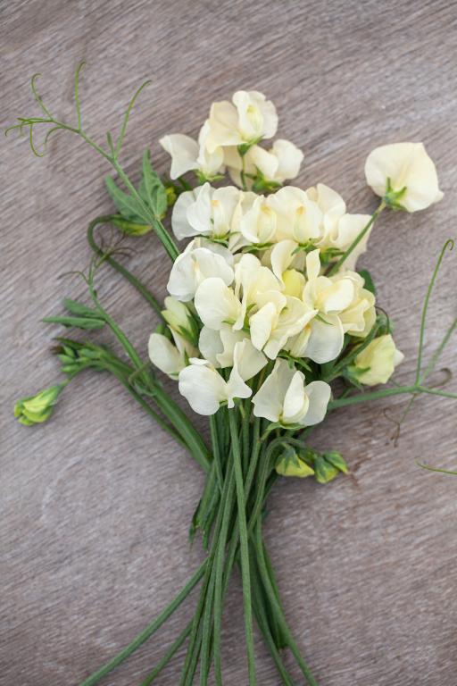Lathyrus odoratus, 'Ice Cream'