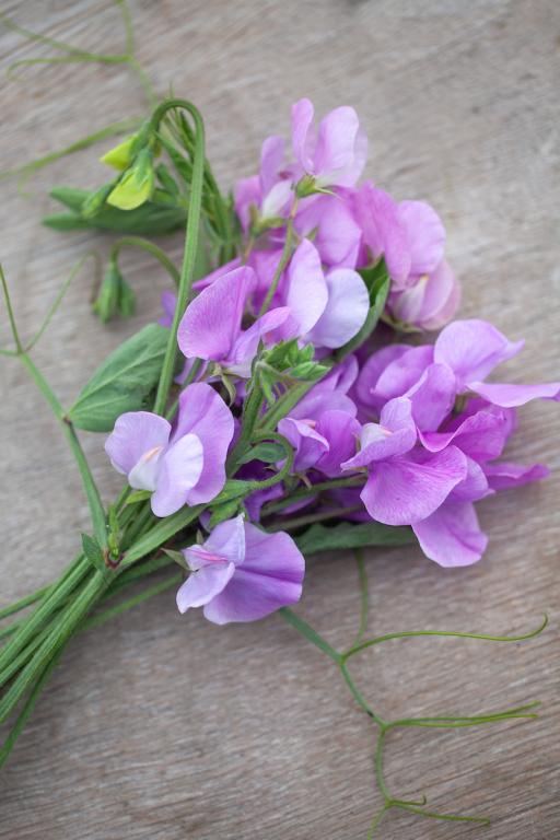 Lathyrus odoratus, 'Leamington'