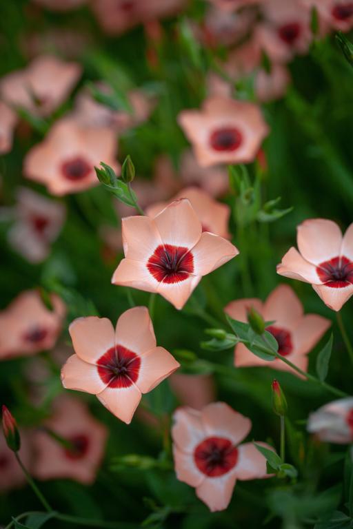 Linum grandiflorum, 'Salmon'