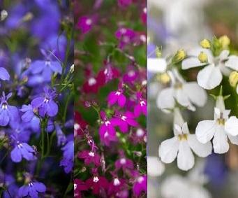 Lobelia erinus pendula, 'Cascade Mix'