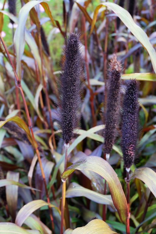 Pennisetum glaucum, Purple