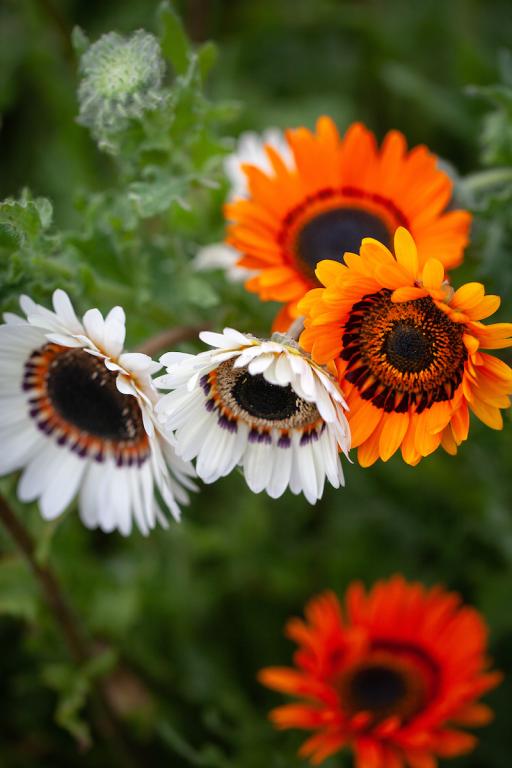Arctotis fastuosa, Formula Mixed