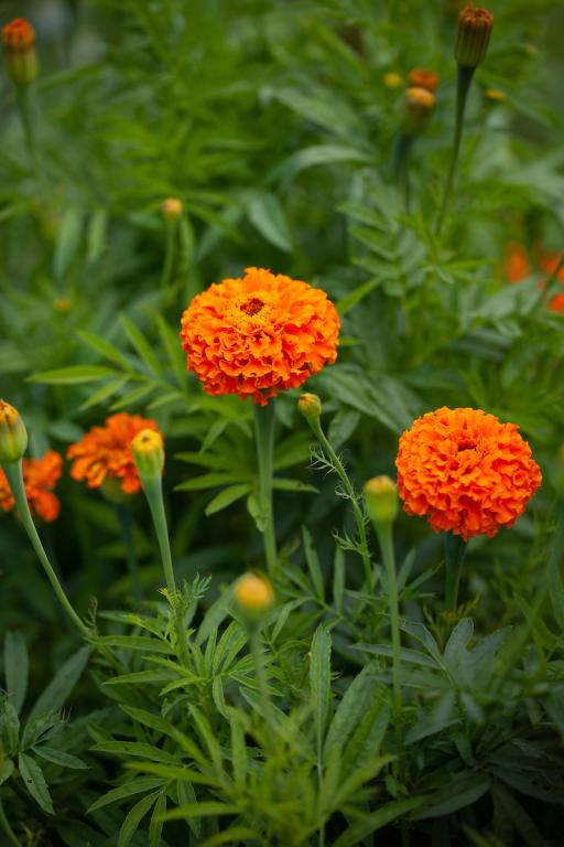 Tagetes erecta, 'Kees' Orange'