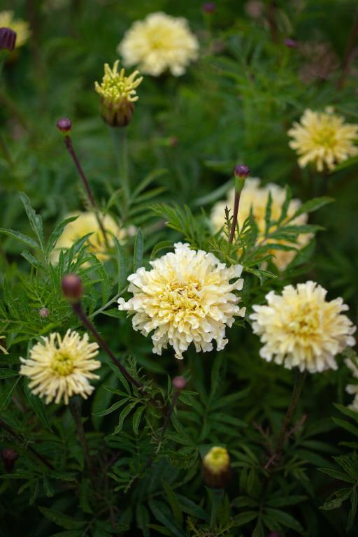 Tagetes erecta, 'Sugar & Spice White'