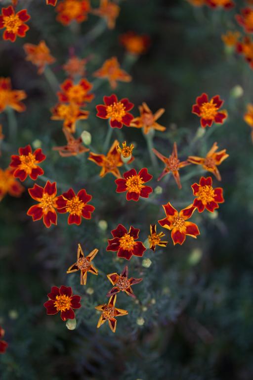 Tagetes tenuifolia, Red Gem'