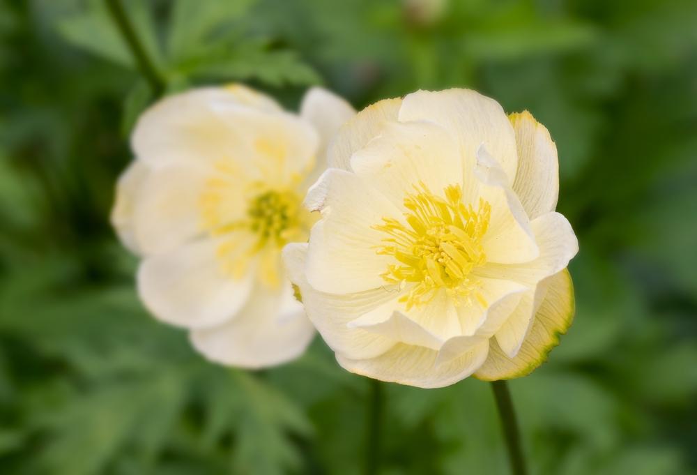Trollius x cultorum, 'New Moon'