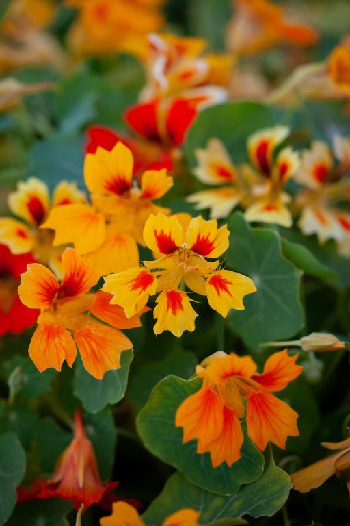 Tropaeolum majus, 'Arizona Mix'