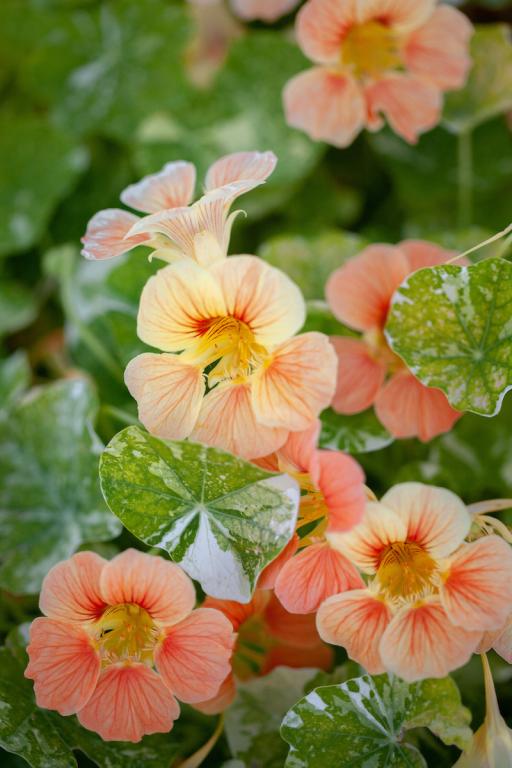 Tropaeolum minus, 'Tip Top Series', 'Tip Top Alaska Salmon'