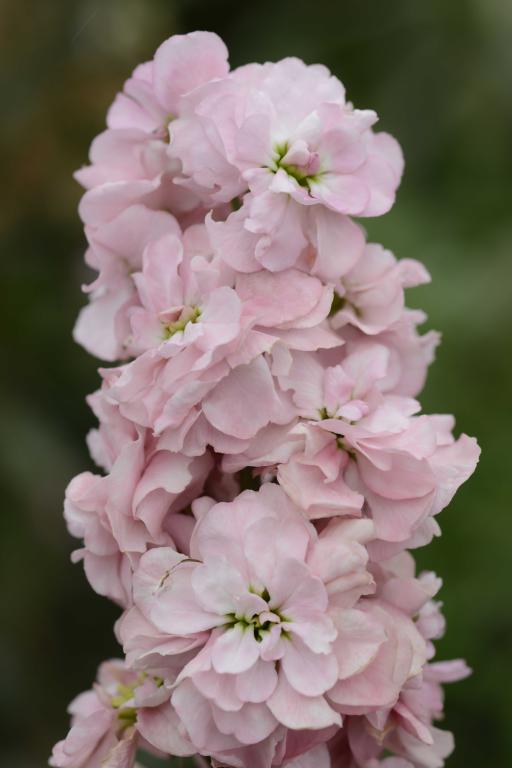 Matthiola incana, Traditional Field Grown Column Stock, 'Malmaison Appleblossom'