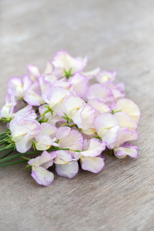Lathyrus odoratus, 'High Scent'