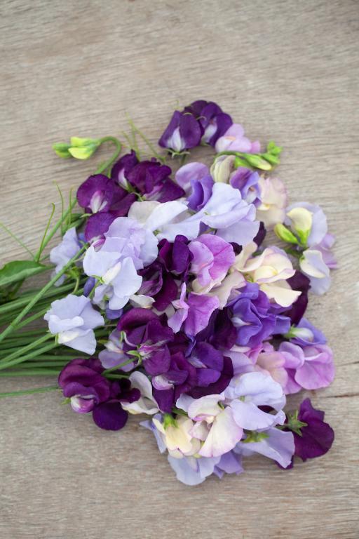 Lathyrus odoratus, Chiltern Seeds 'Out of the Blue' Mix