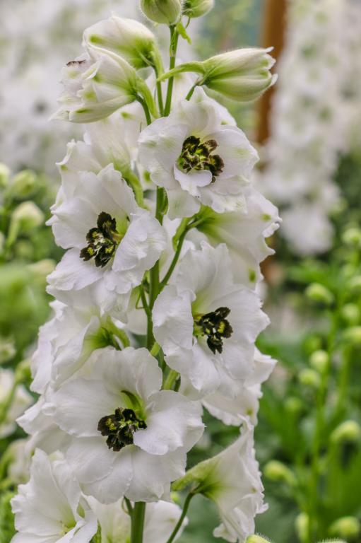 Delphinium elatum, New Zealand Millennium Collection, 'Black Eyed Angels'