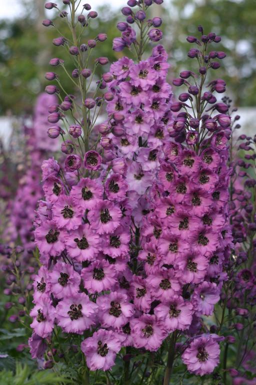 Delphinium elatum, New Zealand Millennium Collection, 'Dusky Maidens'