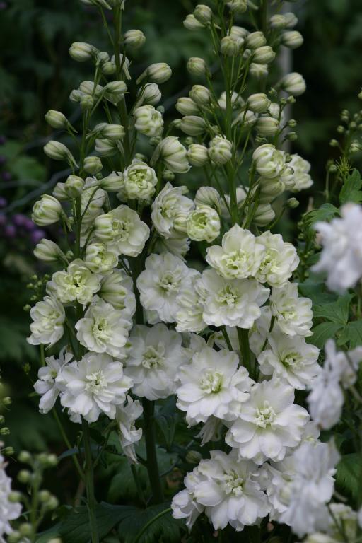 Delphinium elatum, New Zealand Millennium Collection, 'Green Twist'