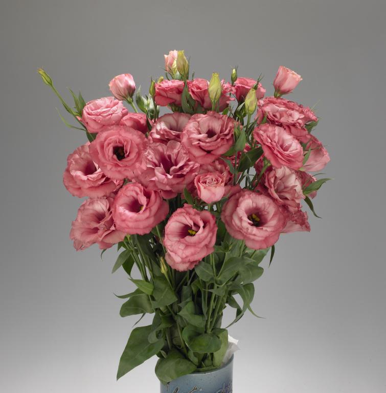 Eustoma grandiflorum, 'Advantage Cherry Sorbet', F1 Hybrid