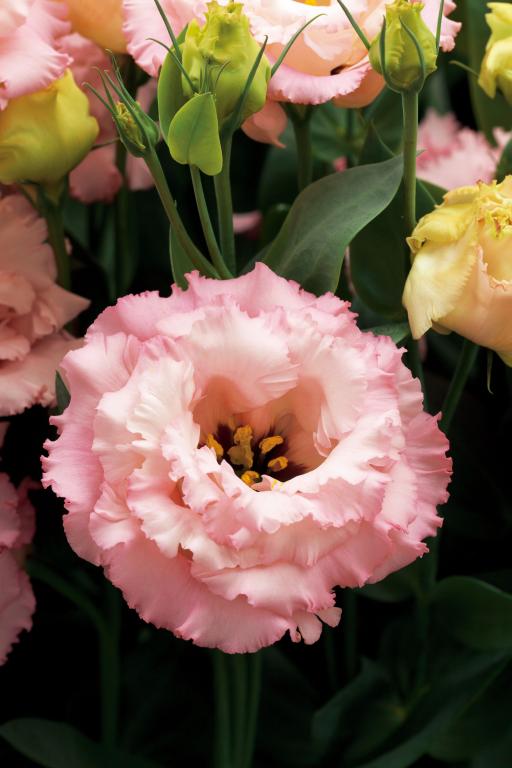 Eustoma grandiflorum, 'Corelli Apricot', F1 Hybrid