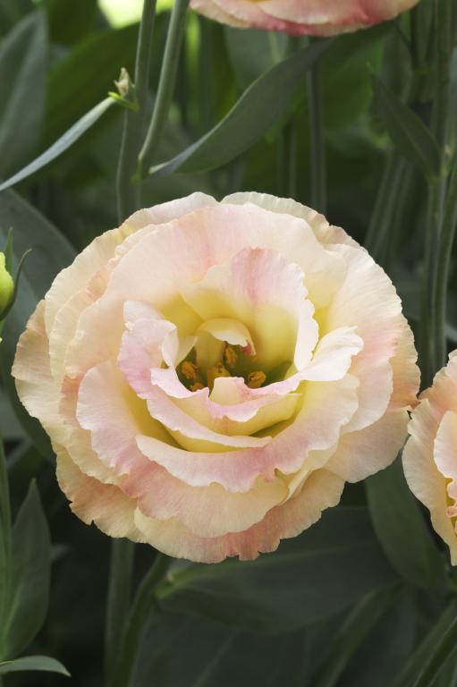 Eustoma grandiflorum, 'Croma Champagne', F1 Hybrid