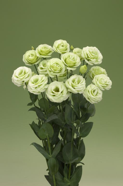 Eustoma grandiflorum, 'Croma Green', F1 Hybrid